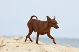 PINSCHER NAIN 033